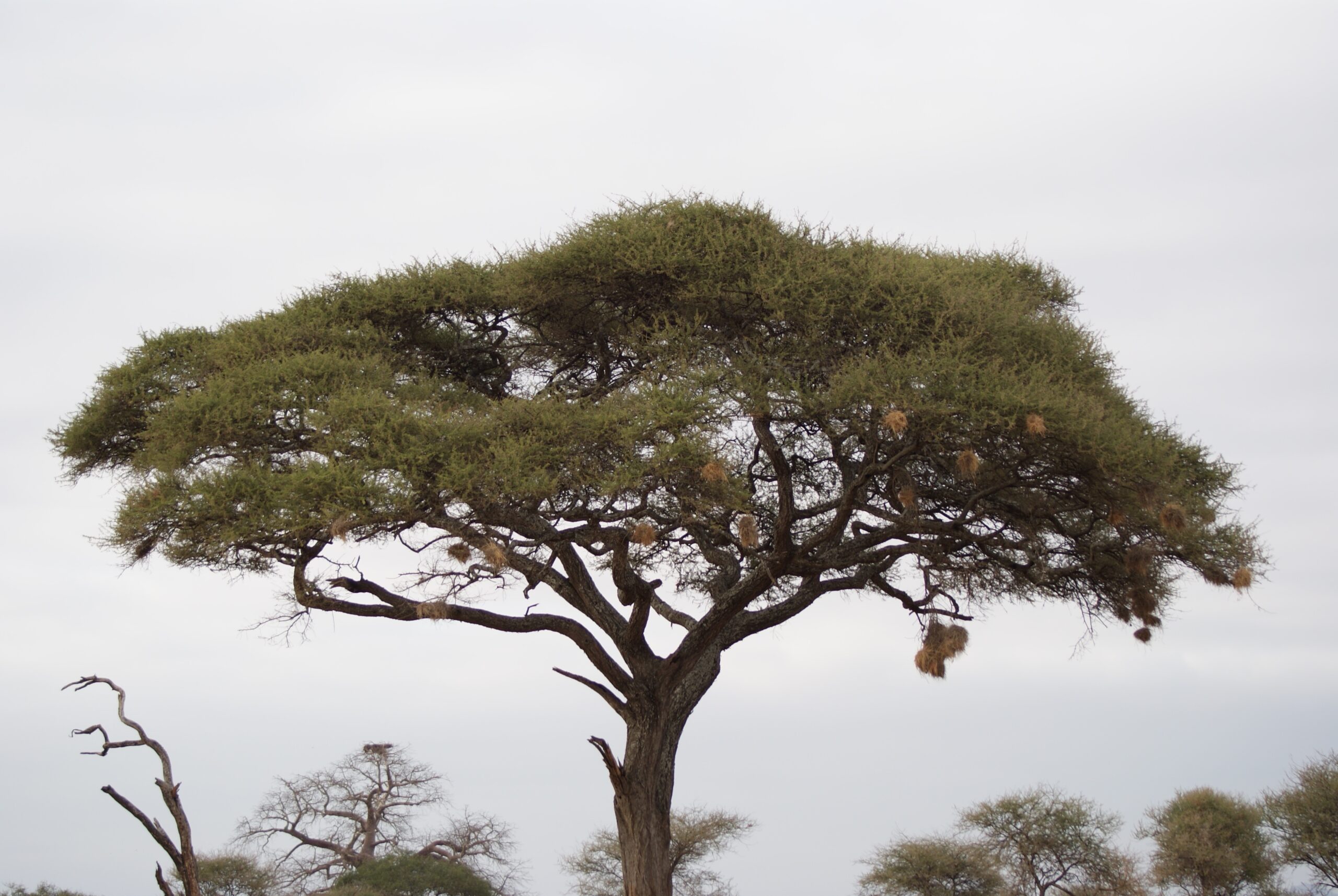 You are currently viewing Acacia Honey Health Benefits